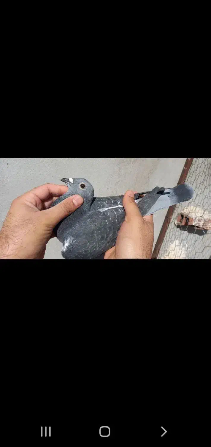 کبوتر پلاکی مسافتی جان اردن خون خالص خالص|پرنده|تهران, بوستان ولایت|دیوار