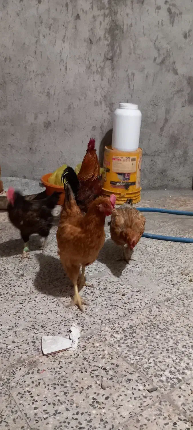 چنتا مرغ فروشی قیمت مناسب|حیوانات مزرعه|مسجد سلیمان, |دیوار