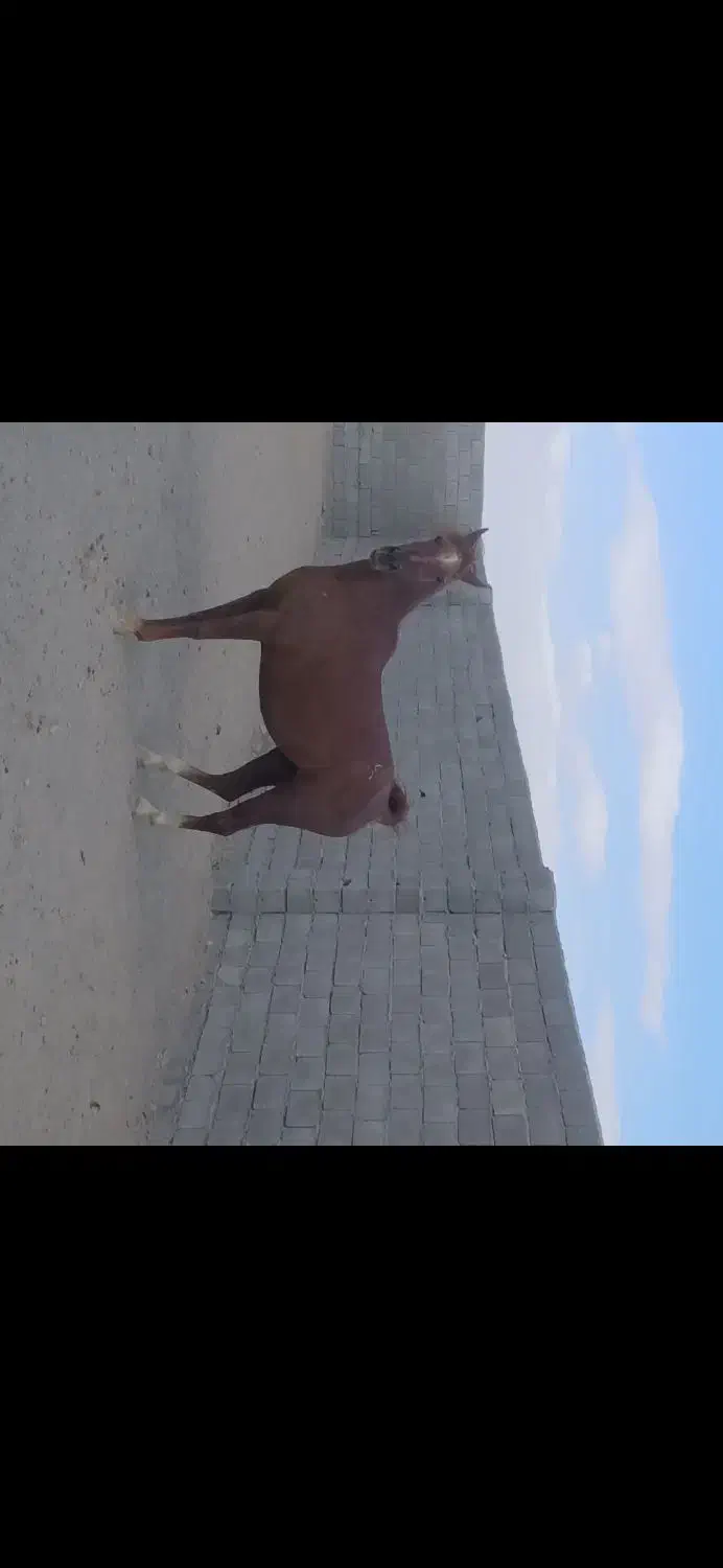 اسب|اسب و تجهیزات اسبسواری|اسلامآباد غرب, |دیوار