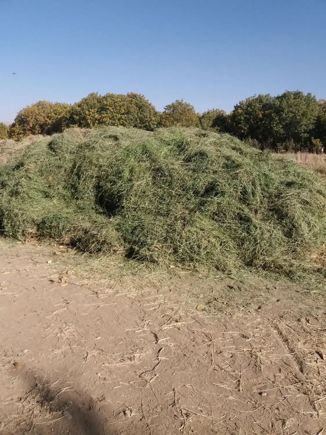 یونجه|خدمات باغبانی و درختکاری|نهاوند, |دیوار