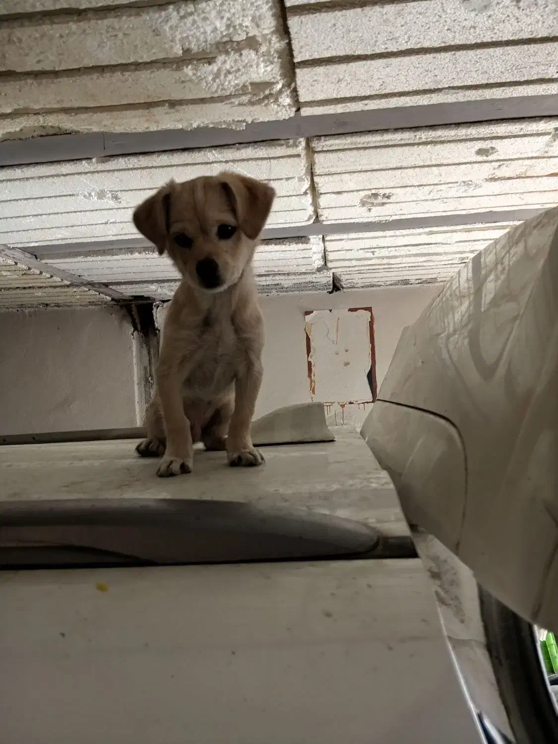 پابلو هستم|سگ|بومهن, |دیوار