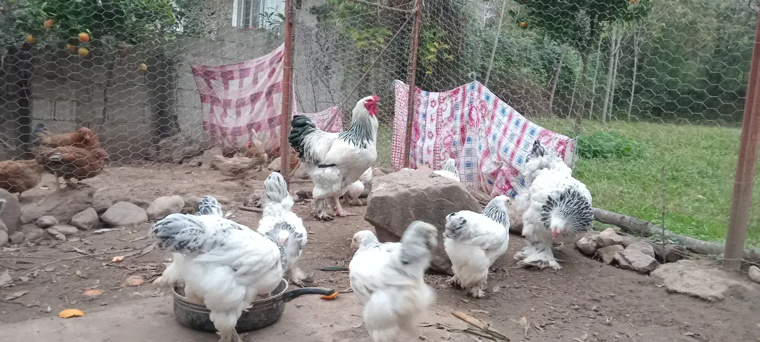 مرغ وخروس محلی، مرغ وخروس برهما، اسرائیلی|حیوانات مزرعه|ماکلوان, |دیوار