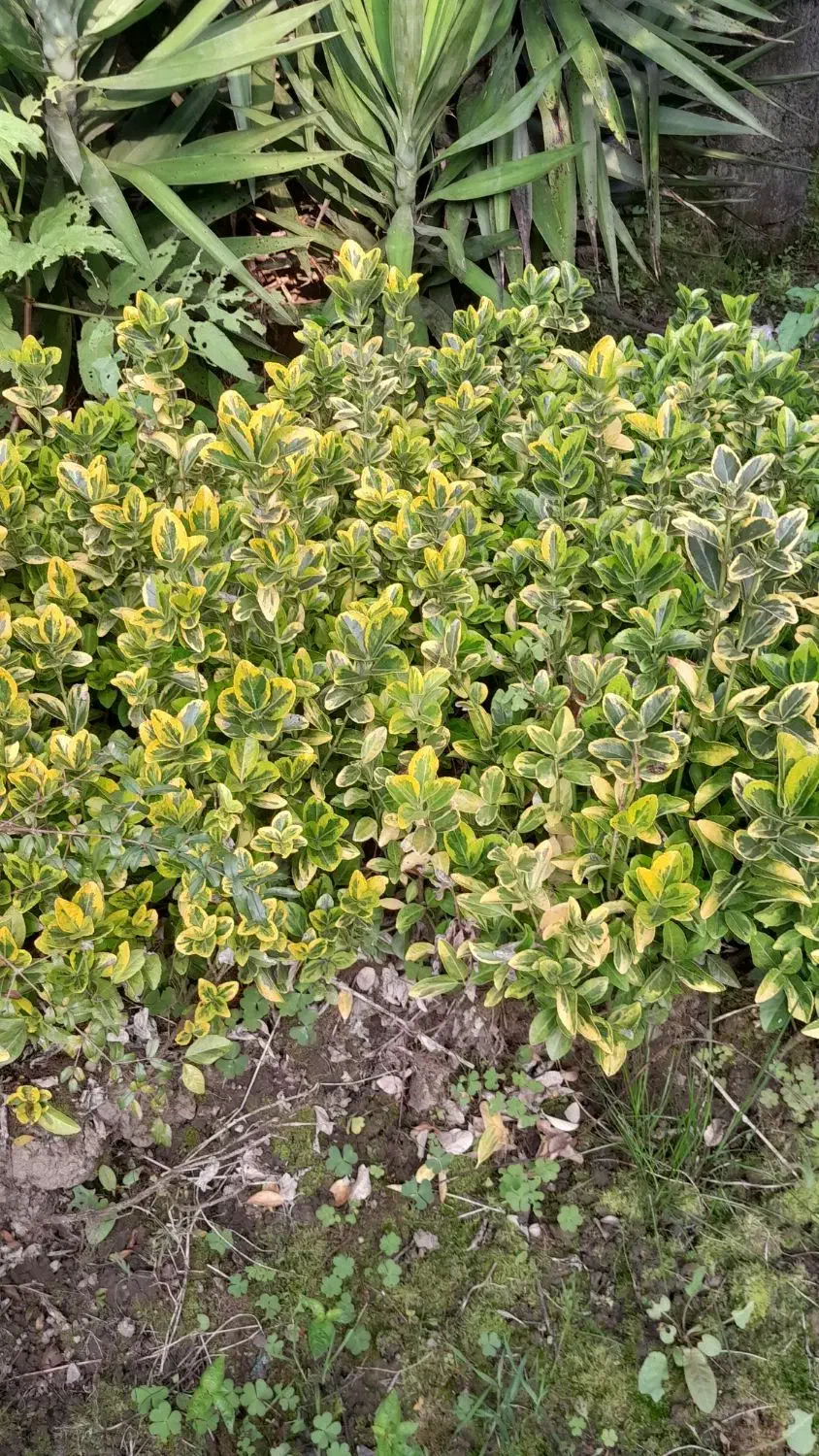 شمشاد های برگ ریز سبز و طلایی|گل و گیاه طبیعی|رودسر, |دیوار