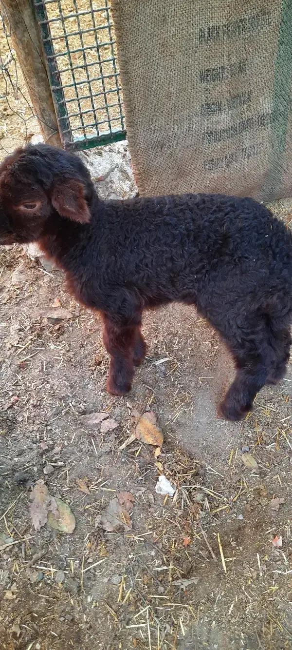 بره شیری|حیوانات مزرعه|نیشابور, دهنو|دیوار