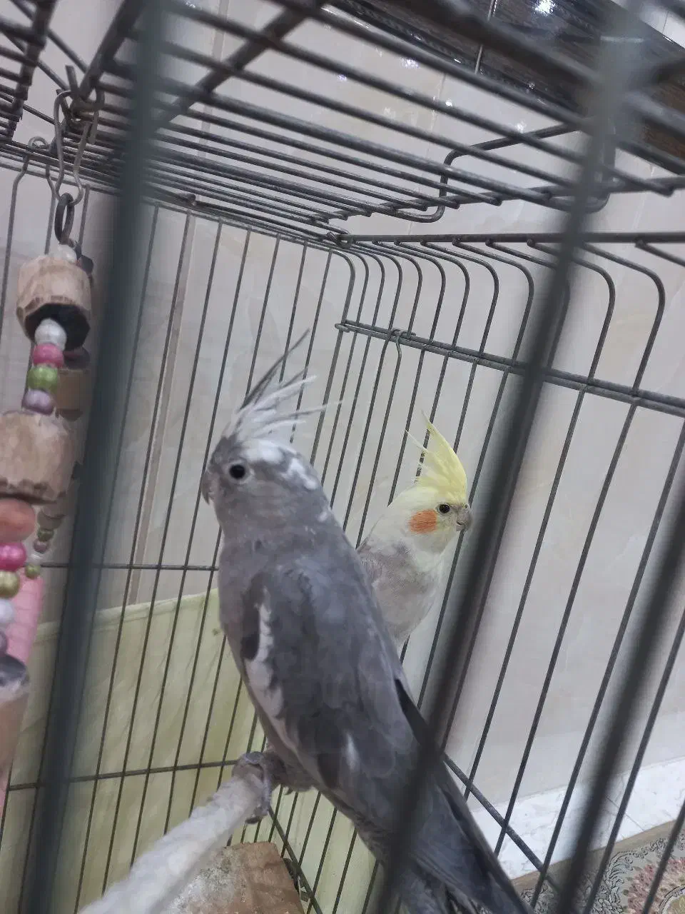 ی جفت عروس هلندی وایت فیس و ابلغ‌|پرنده|قدس, شهر‌قدس|دیوار