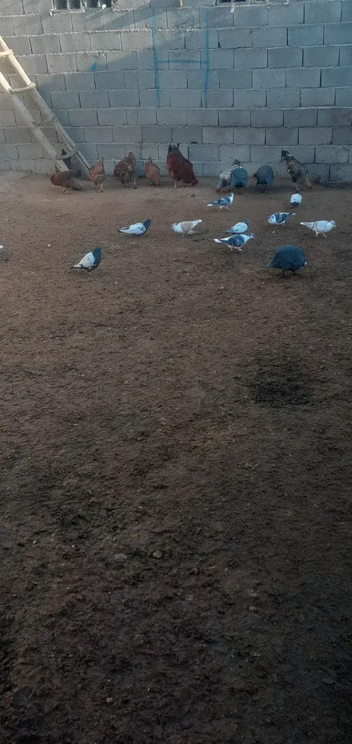 کبوتر|پرنده|گرمخان, |دیوار