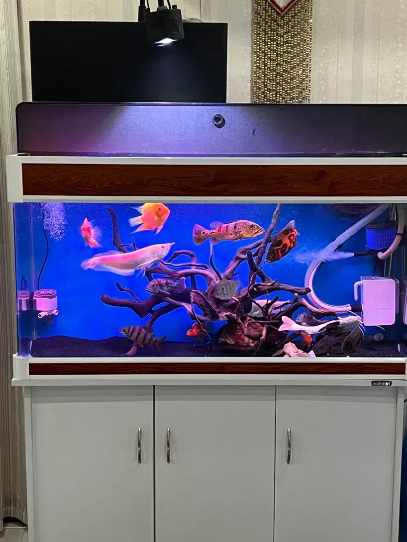 آکواریوم شرکتی ماهیران طول ۱۲۰|ماهی|کرج, آق تپه|دیوار