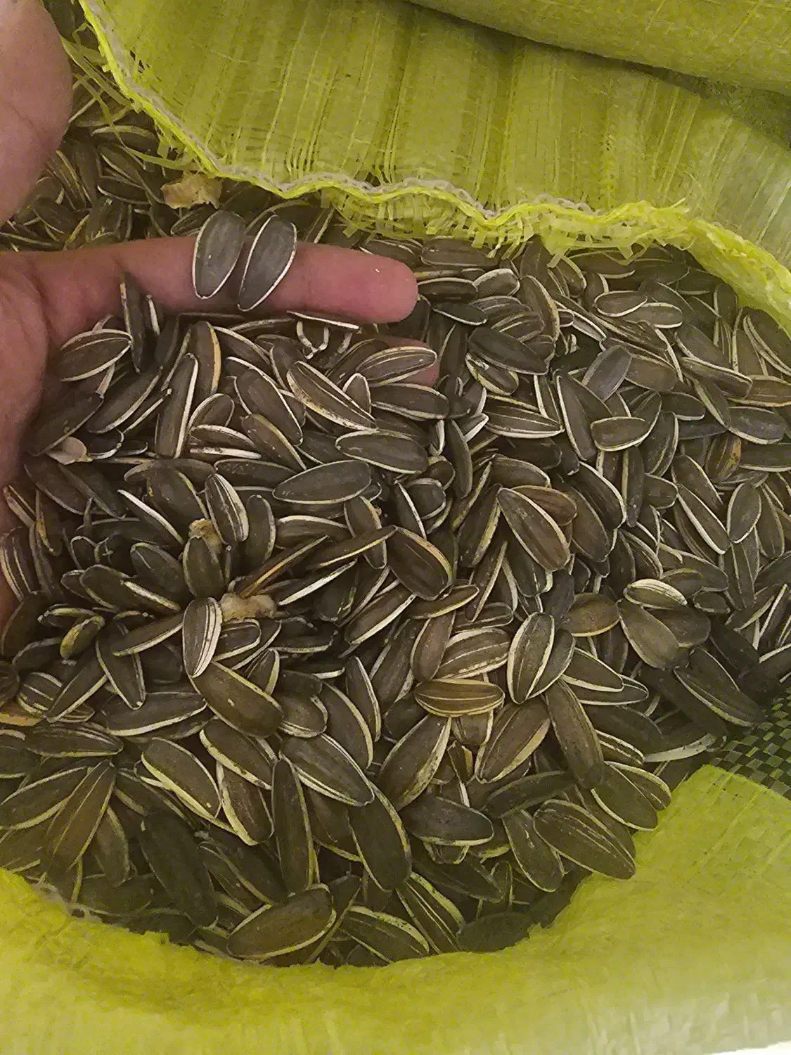 تخمه درشت t6|عمدهفروشی|شیراز, باغ تخت|دیوار