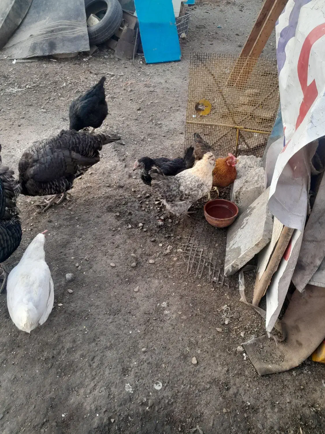 مرغ و خروس و بوقلمون|حیوانات مزرعه|ری, بی‌بی شهر بانو|دیوار