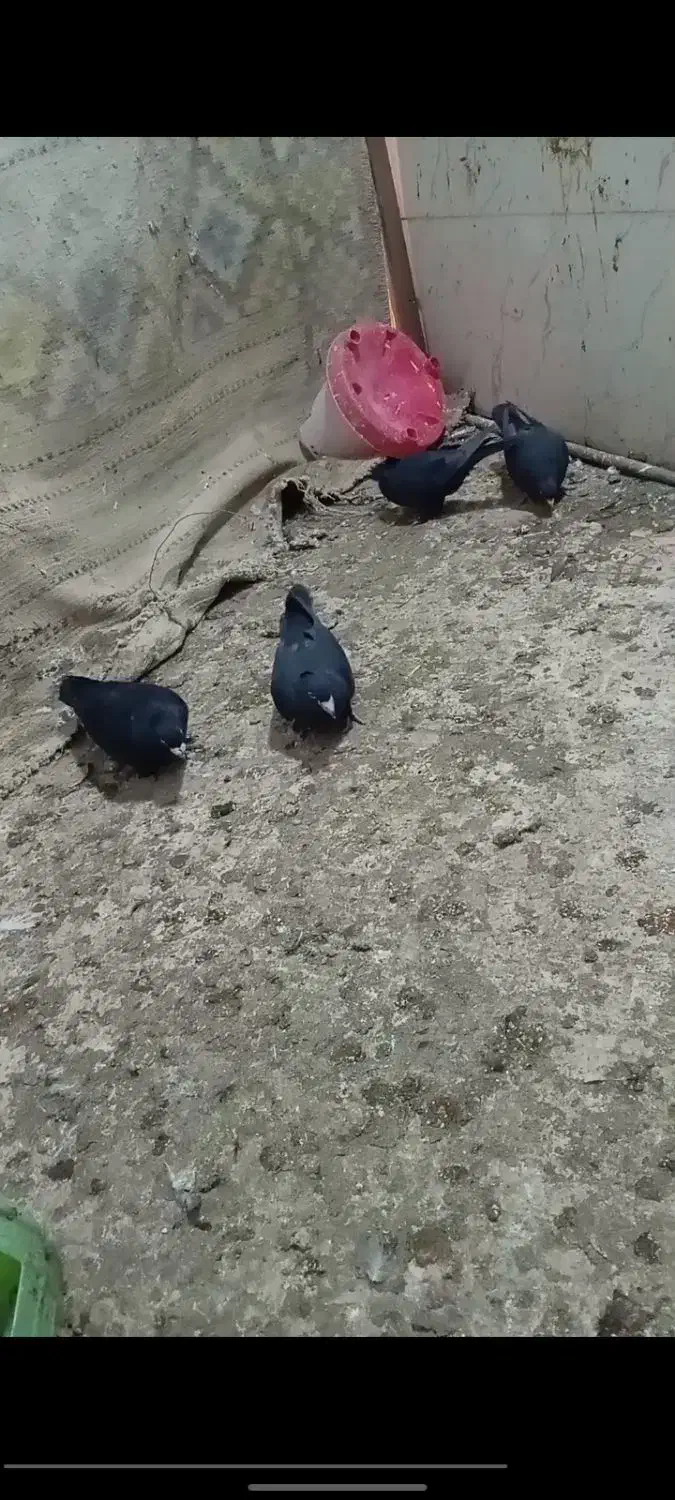 جفت زاغ کلایی|پرنده|یزدان شهر, |دیوار