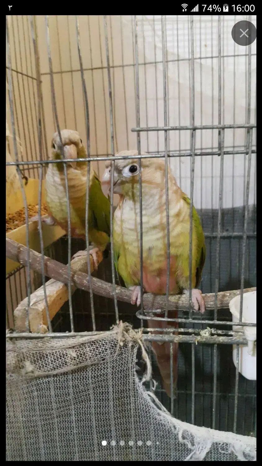 طوطی گرینچیک|پرنده|رودسر, |دیوار