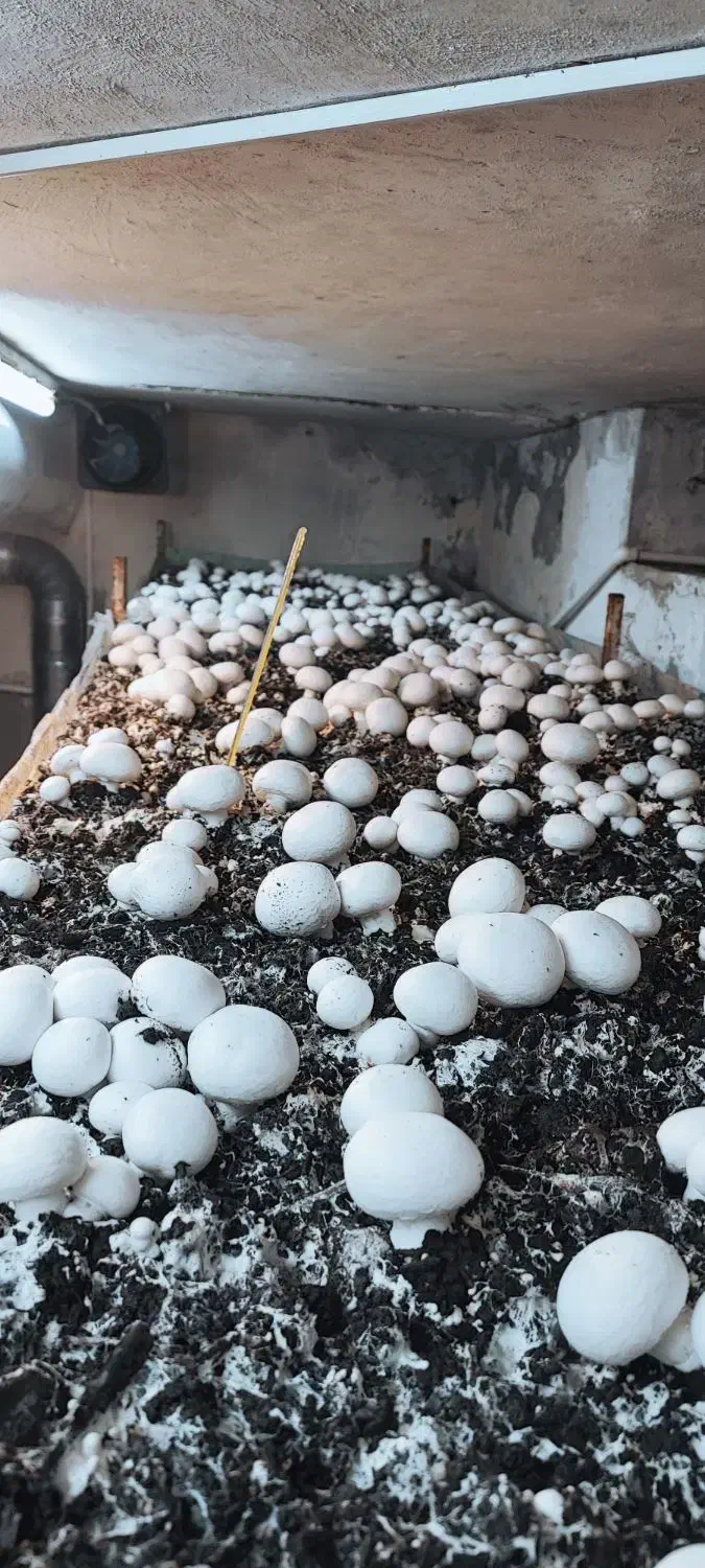 قارچ لوکس|خوردنی و آشامیدنی|تربتحیدریه, شهرک ولیعصر|دیوار