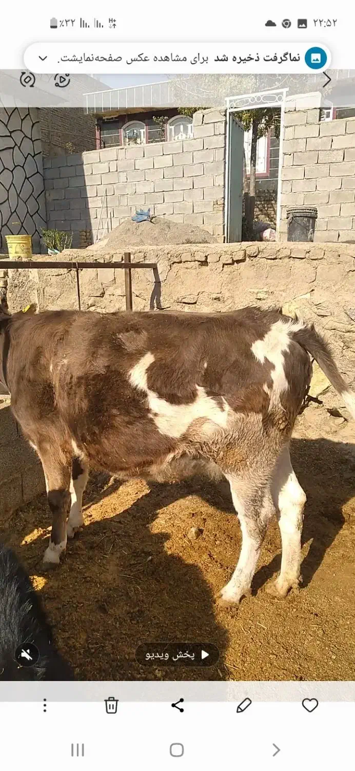 گاو آبستن سیمینتال وهلشتاین|حیوانات مزرعه|بیرانوند, |دیوار