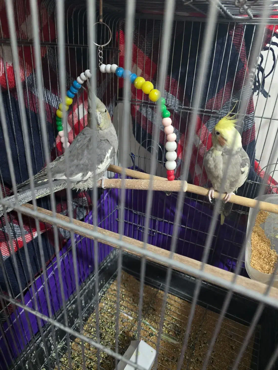 عروس هلندی|پرنده|اسلامشهر, مطهری|دیوار