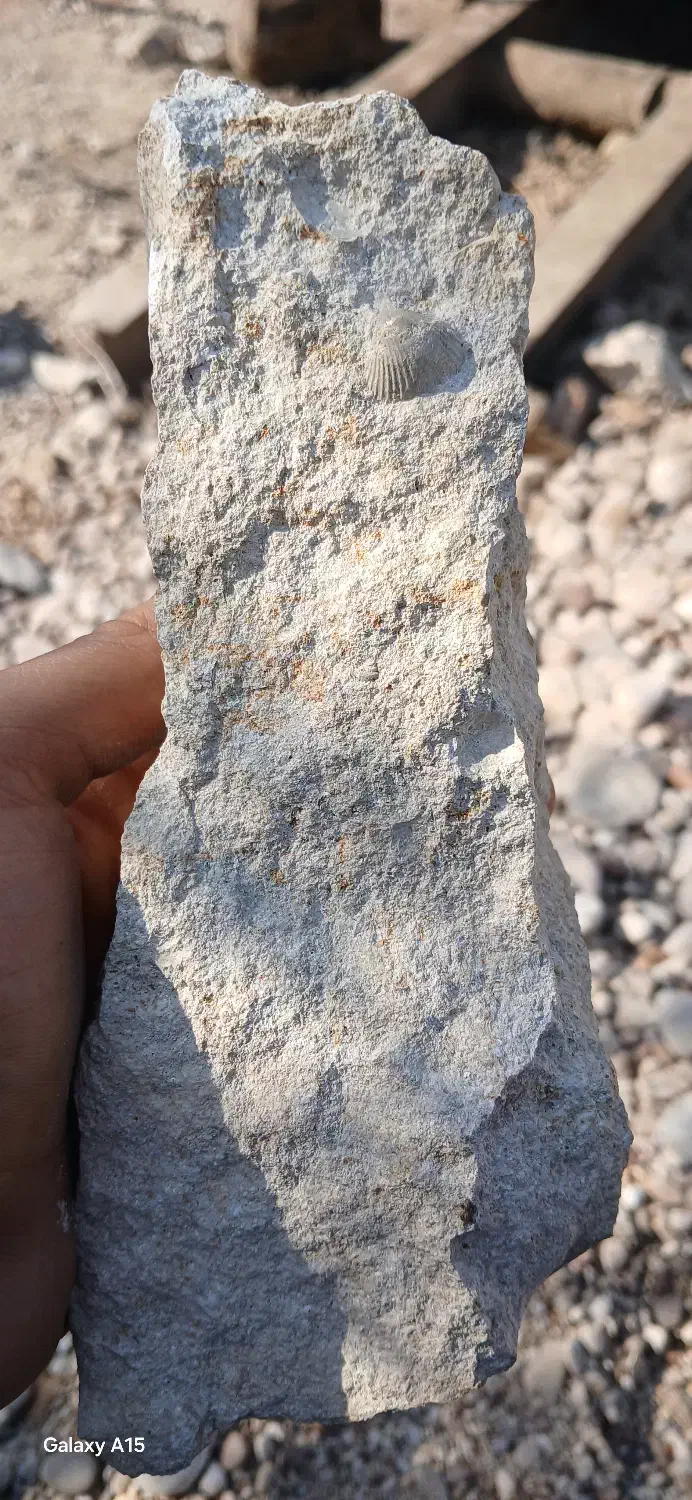 سنگ فسیل|کلکسیون اشیاء عتیقه|فیروزآباد (فارس), |دیوار