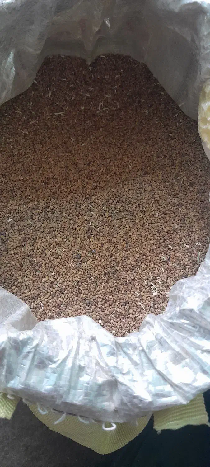 بزریونجه درجه یک|گل و گیاه طبیعی|جیرفت, |دیوار