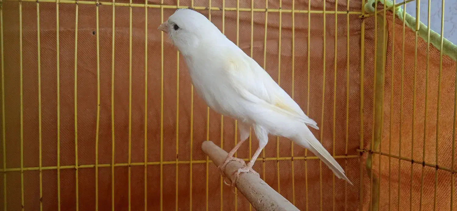 قناری سفید نر و سبز ماده|پرنده|فولادشهر, مسکن مهر فولادشهر|دیوار