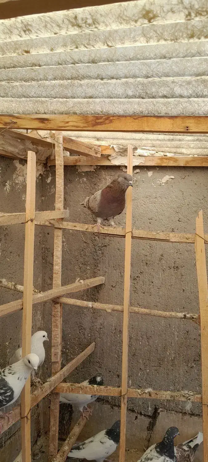 پرنده|پرنده|میانه, |دیوار