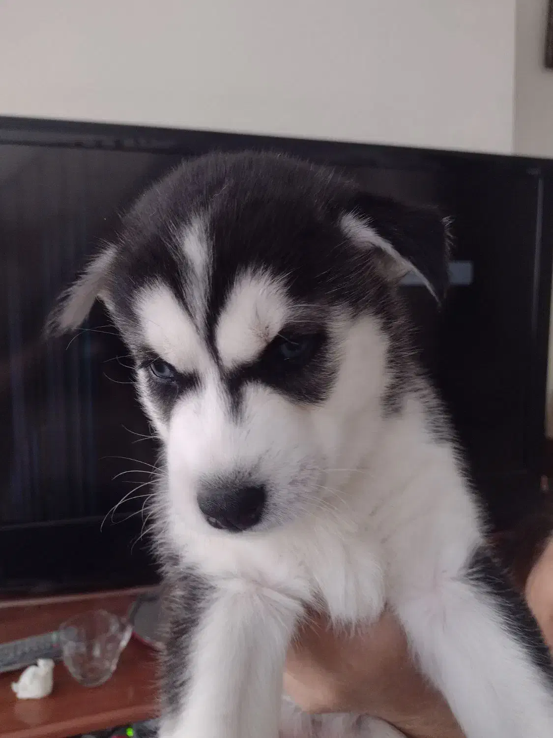 واگذاری هاسکی غذاخور|سگ|تبریز, |دیوار