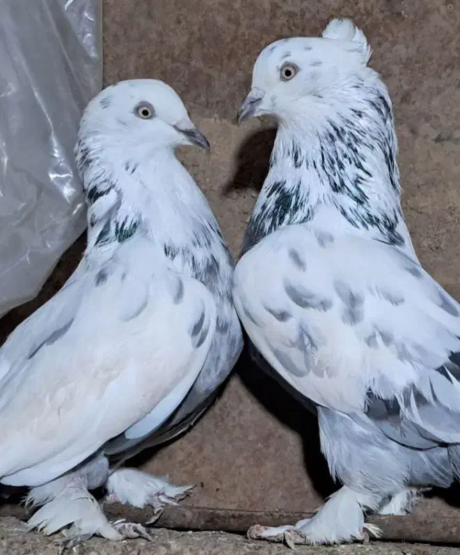 کبوتر پر اصفهانی صداکن|پرنده|لاران, |دیوار