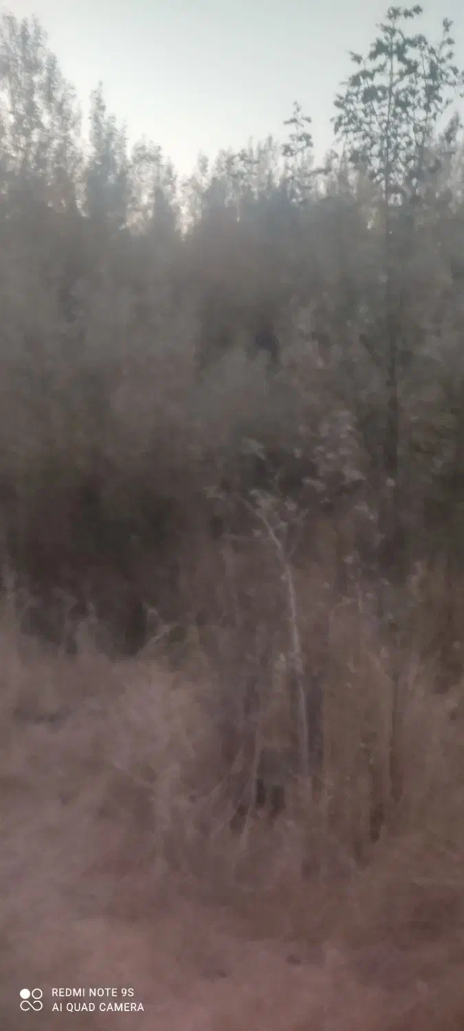 فروش درخت کبوده با زمینش|فروش زمین و ملک کلنگی|جونقان, |دیوار