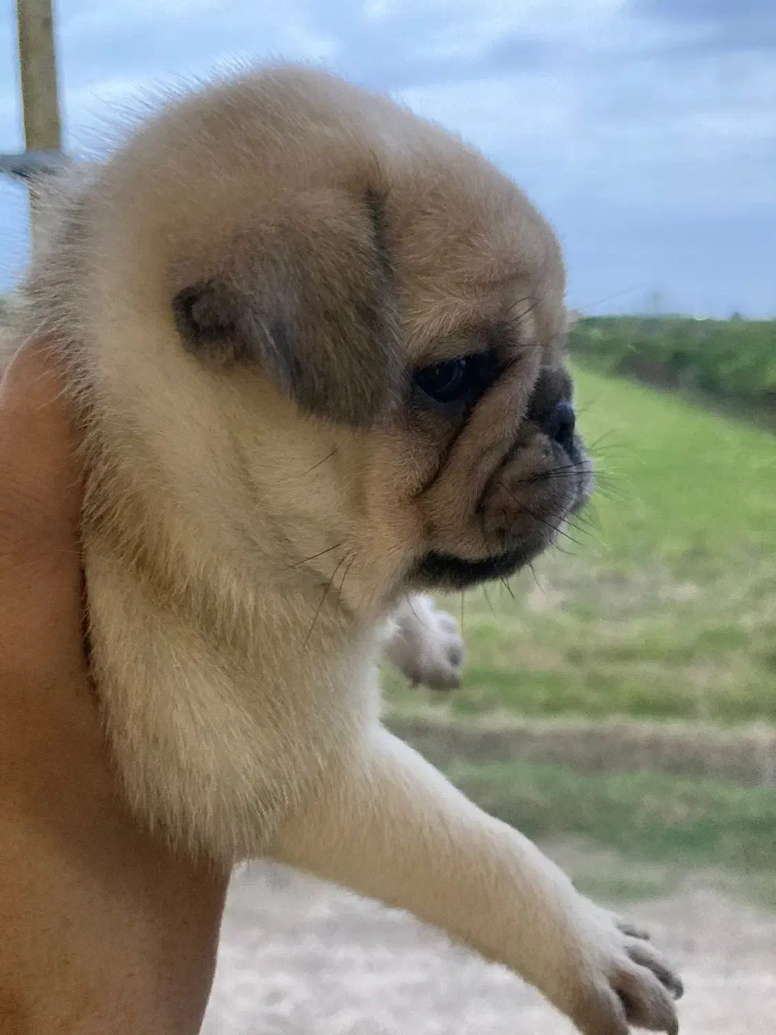 توله پاگ نخودی|سگ|قائمشهر, |دیوار