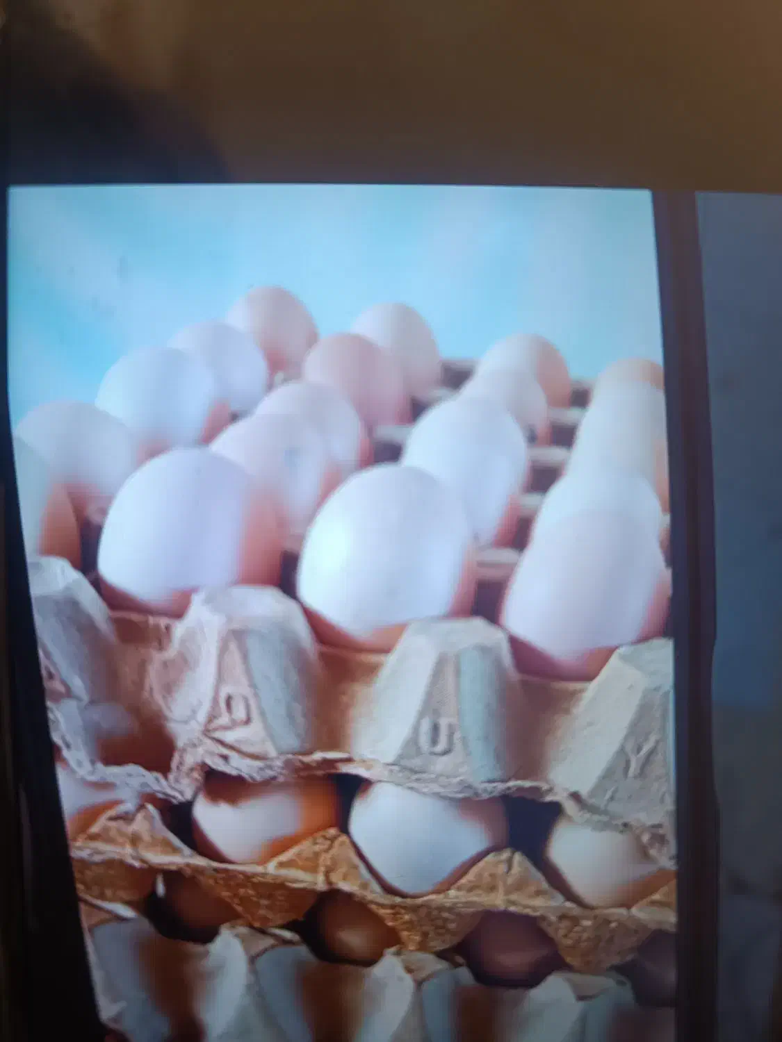 تخم مرغ محلی نطفه دار|حیوانات مزرعه|اسفراین, |دیوار