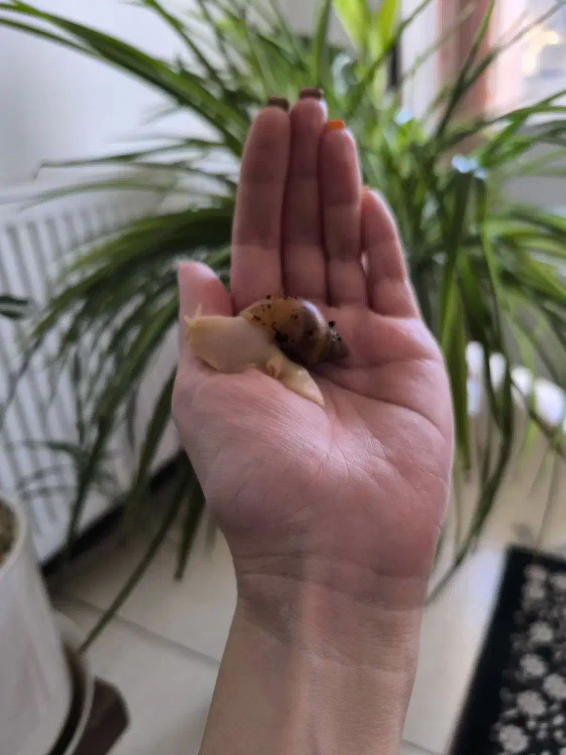 پک ۱۷۵ عددی حلزون آلبینو سه‌ماهه سفید کرمی|خزنده|اصفهان, نقش جهان|دیوار