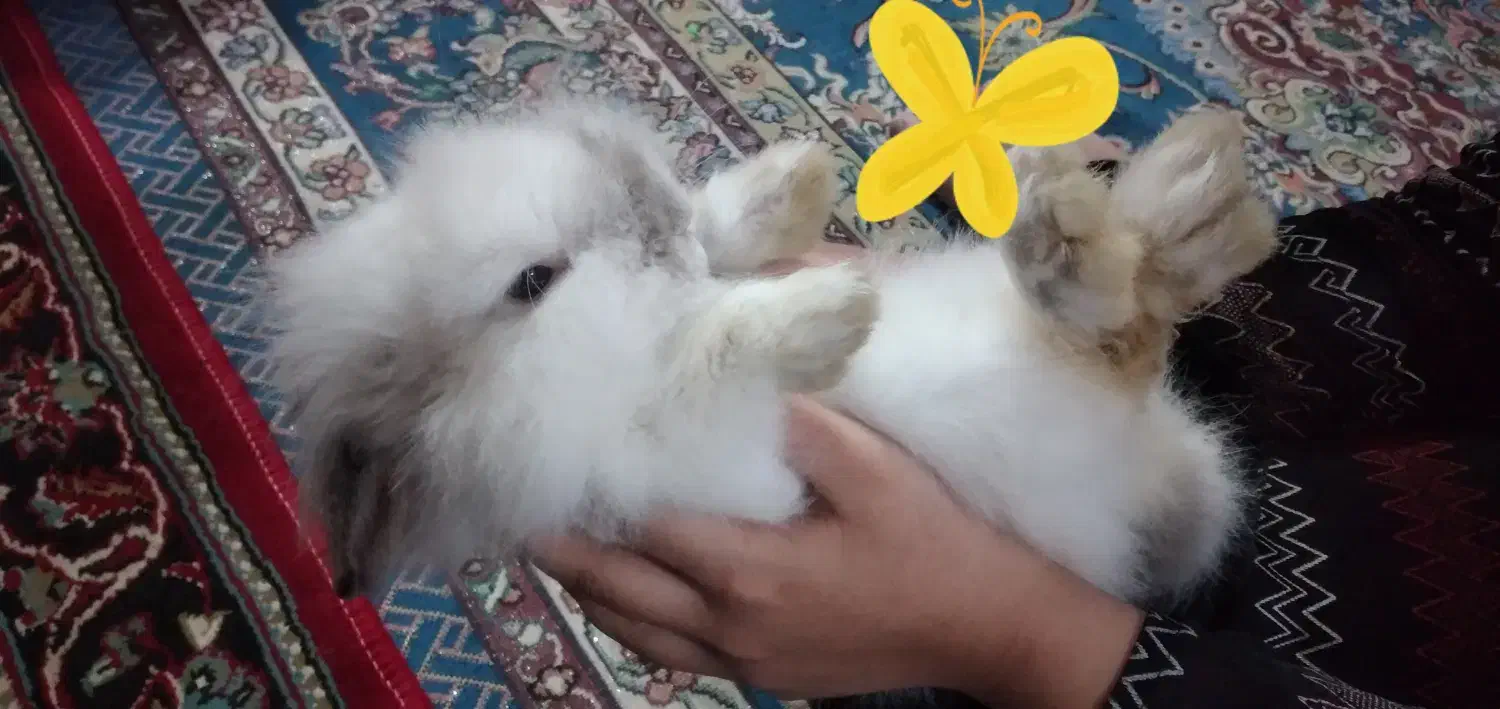 خرگوش|موش و خرگوش|بندر امام خمینی, |دیوار