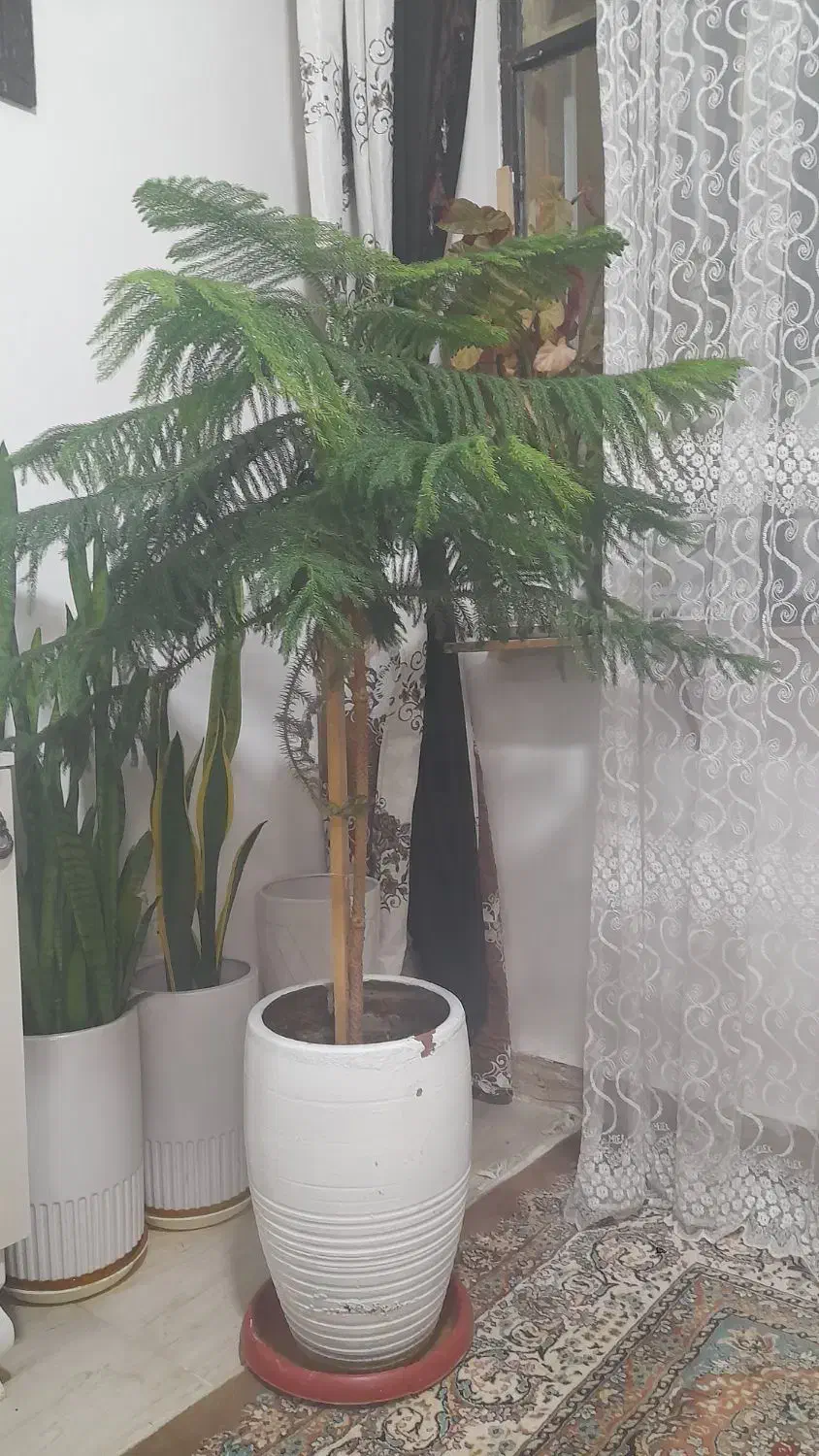 گل وگلدون سفالی|گل و گیاه طبیعی|بروجرد, |دیوار