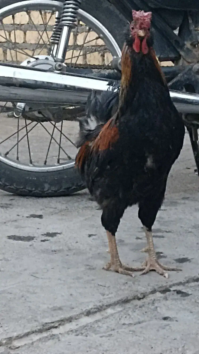 خروس|حیوانات مزرعه|اسلام‌‌آباد غرب, |دیوار