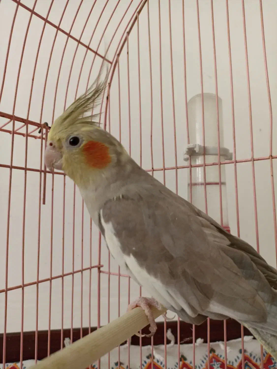 عروس هلندی|پرنده|فولادشهر, مسکن مهر فولادشهر|دیوار