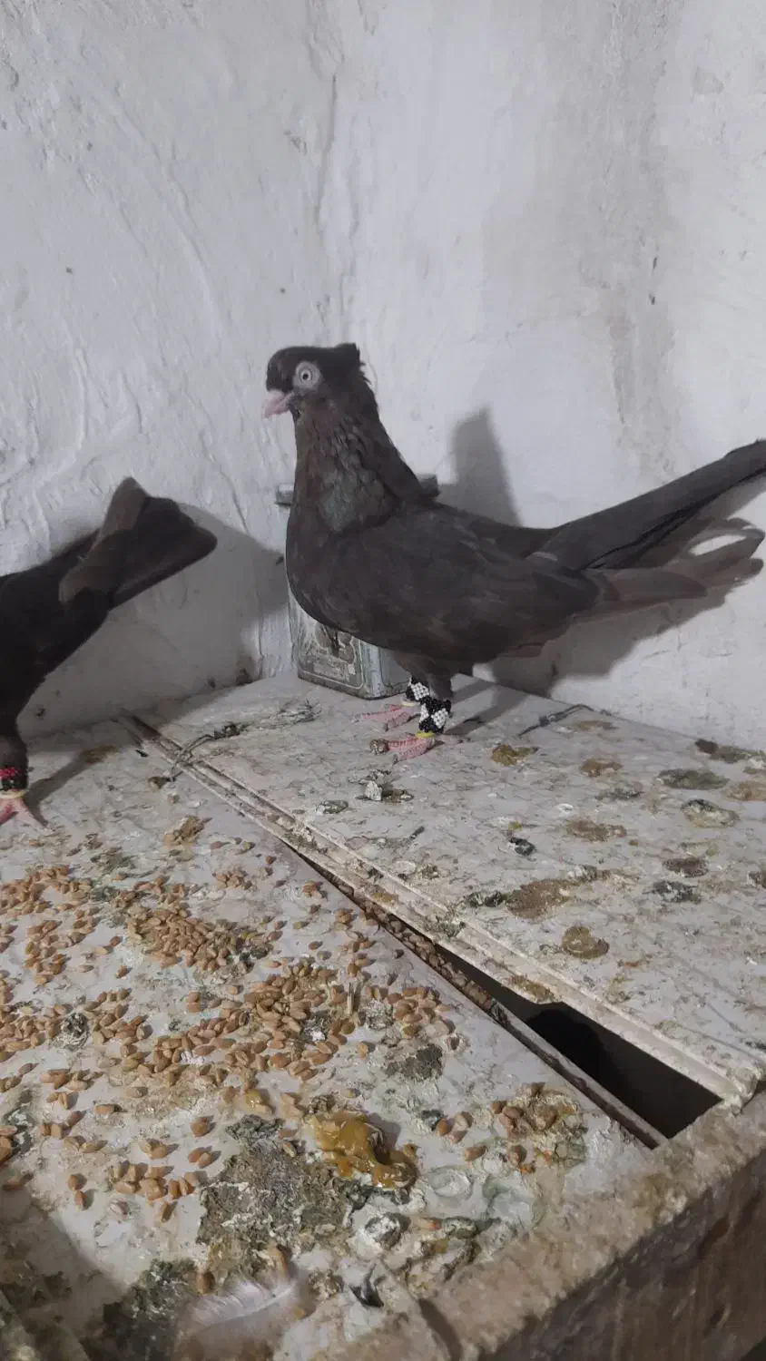 قهوه ای ماده|پرنده|مهر, |دیوار