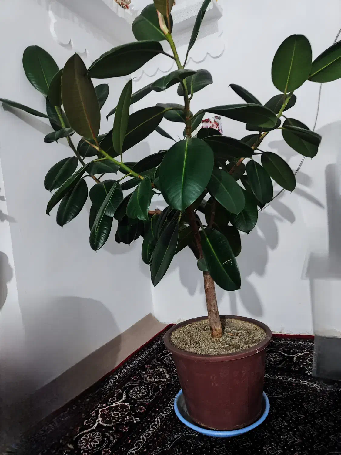 گل طبیعی گوش فیلی|گل و گیاه طبیعی|سنندج, |دیوار