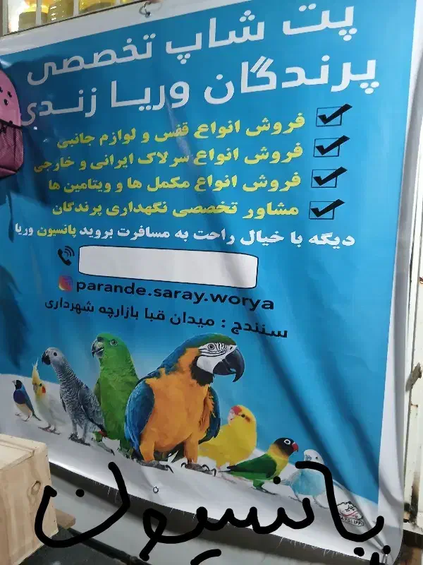 پرنده|پرنده|سنندج, |دیوار