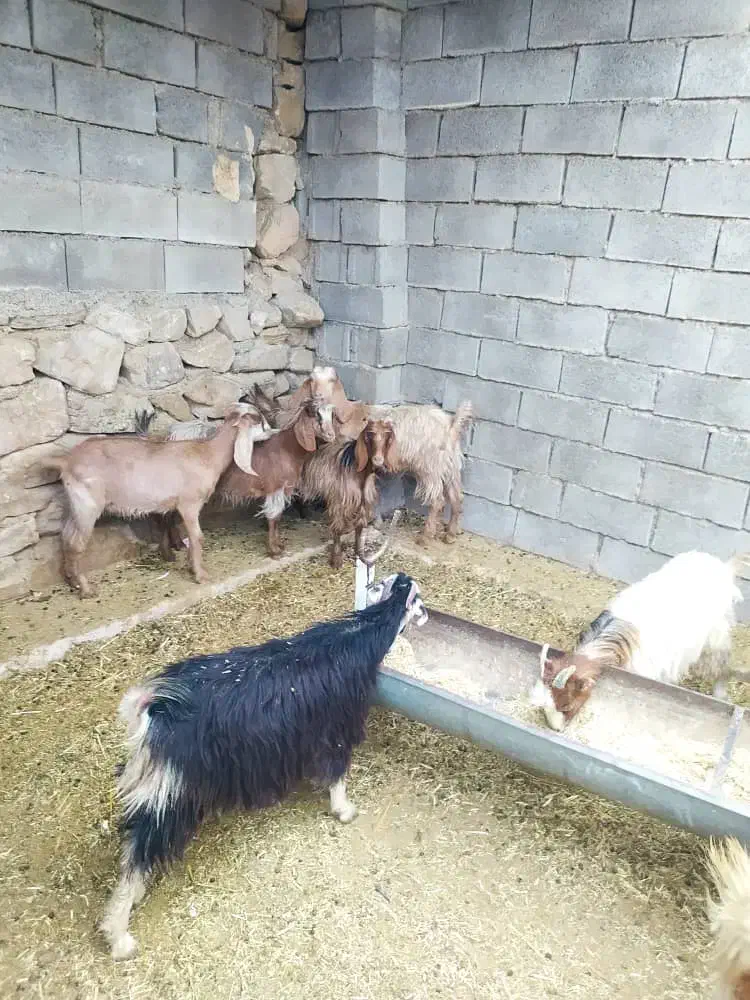 کهره ماده|حیوانات مزرعه|بهبهان, |دیوار