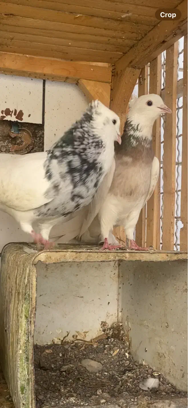 نر طوق سور (گمشده)|حیوانات|کرمان, |دیوار