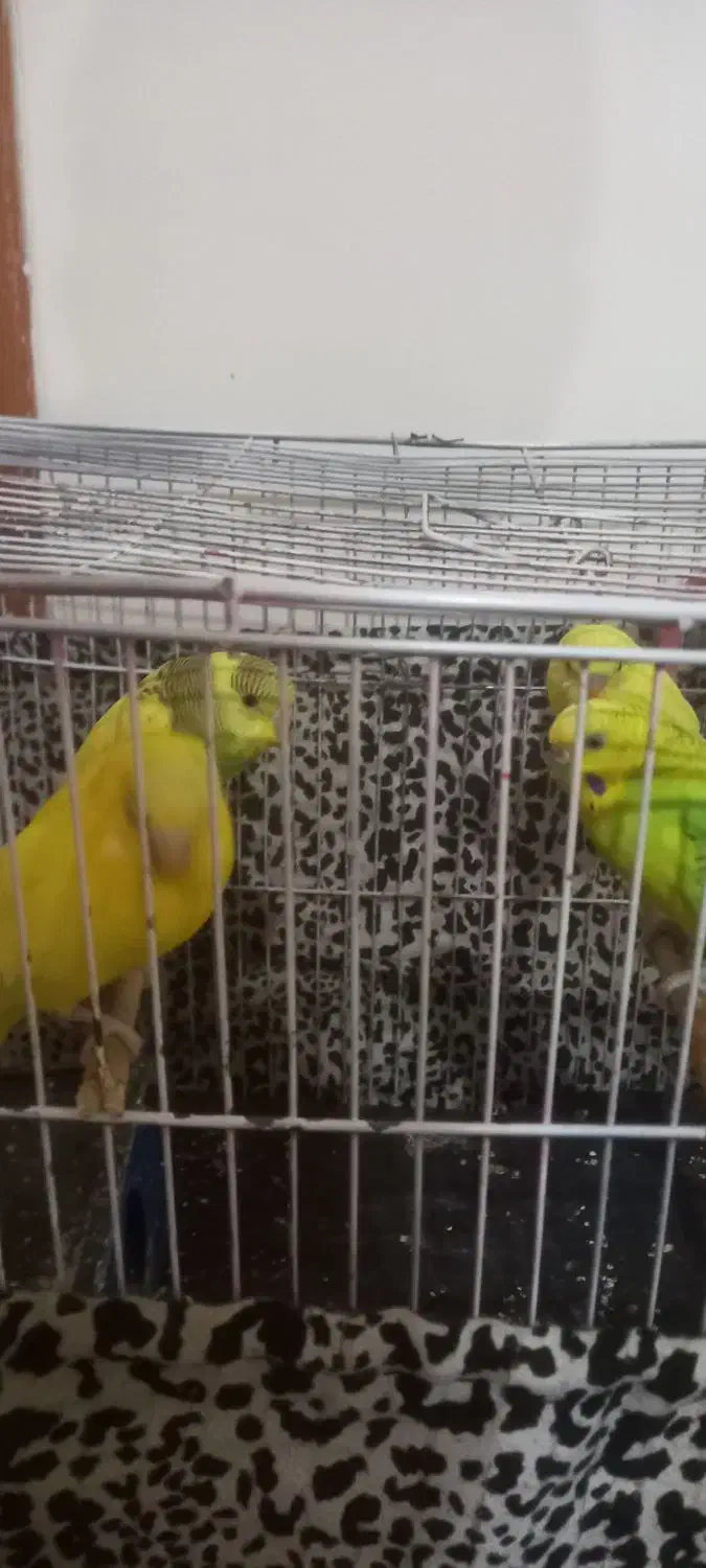 مرغ عشق ۶ عدد دو تاش ی هفته است از تخم در امده|پرنده|هیر, |دیوار