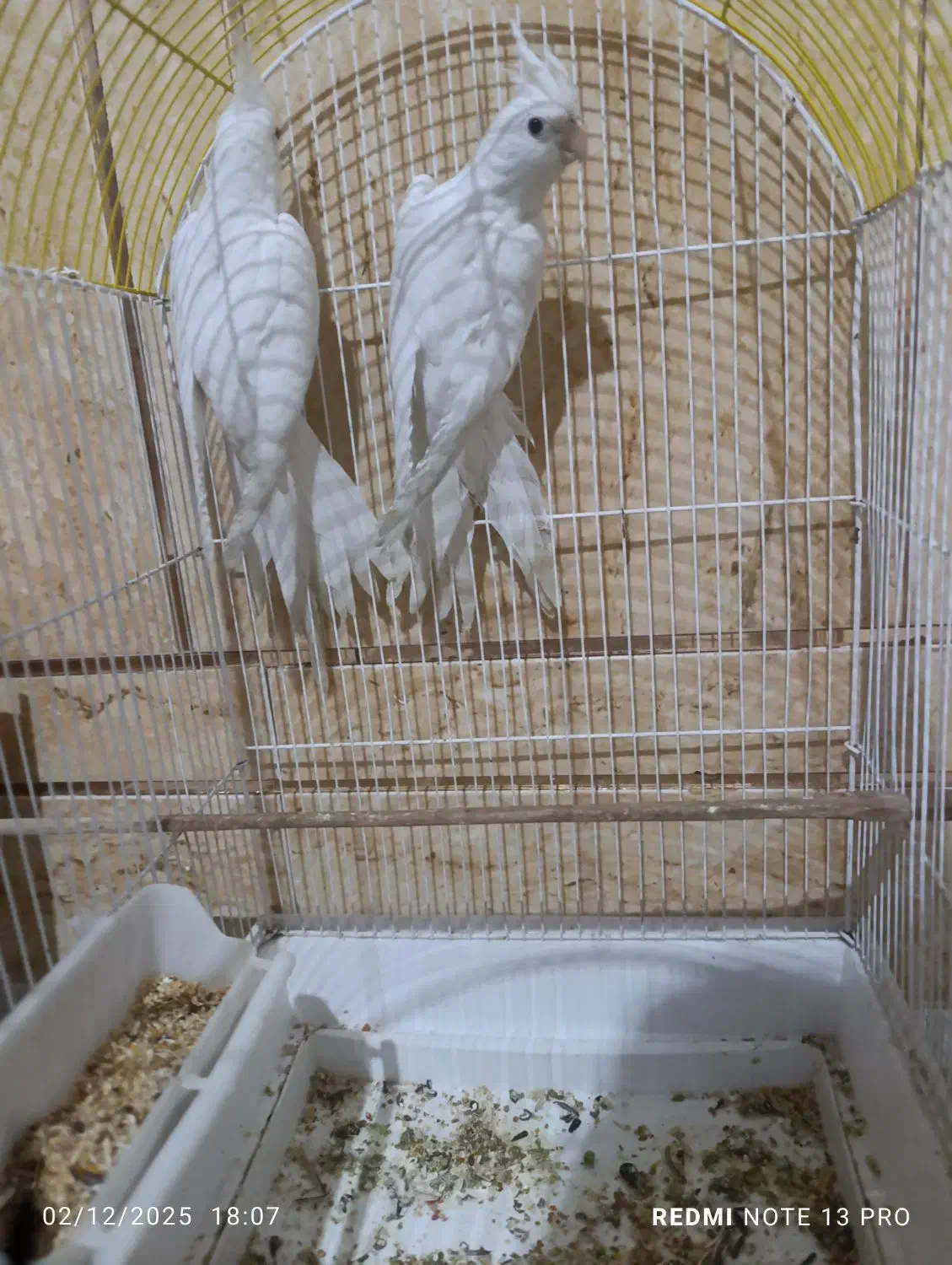 عروس هلندی البینو|پرنده|شادگان, |دیوار