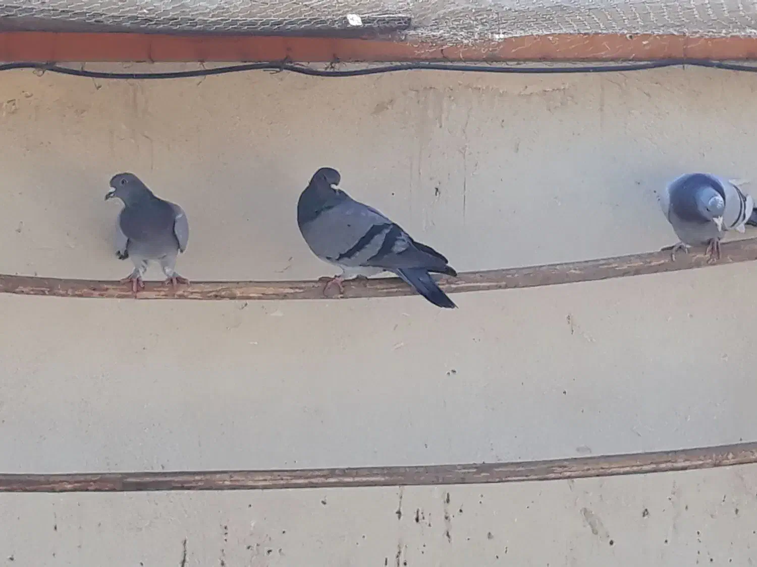 تعداد ۶ کبوتر پلاکی|پرنده|کهریزک, |دیوار