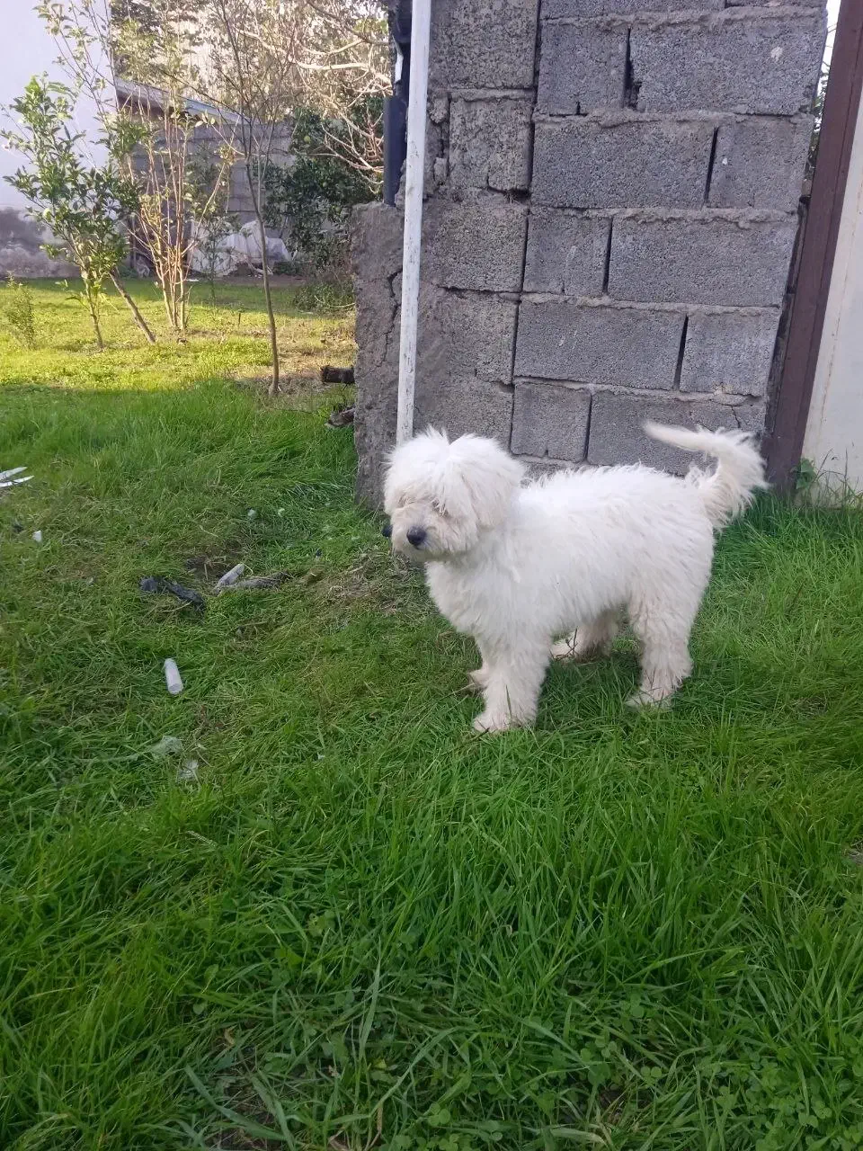 سگ شیتزو|سگ|شلمان, |دیوار