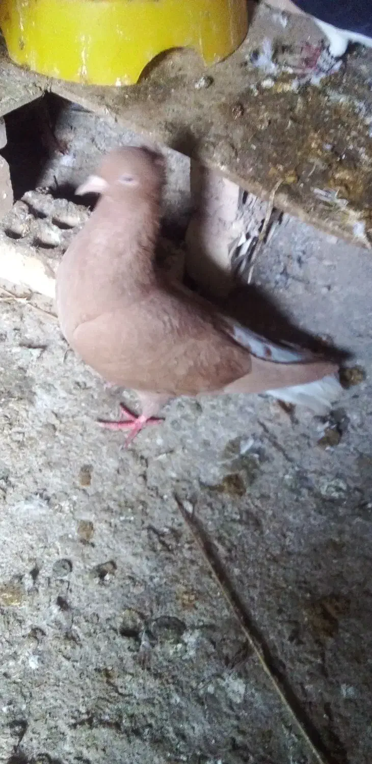 جفت دم پاک عقیلی|پرنده|شوشتر, |دیوار