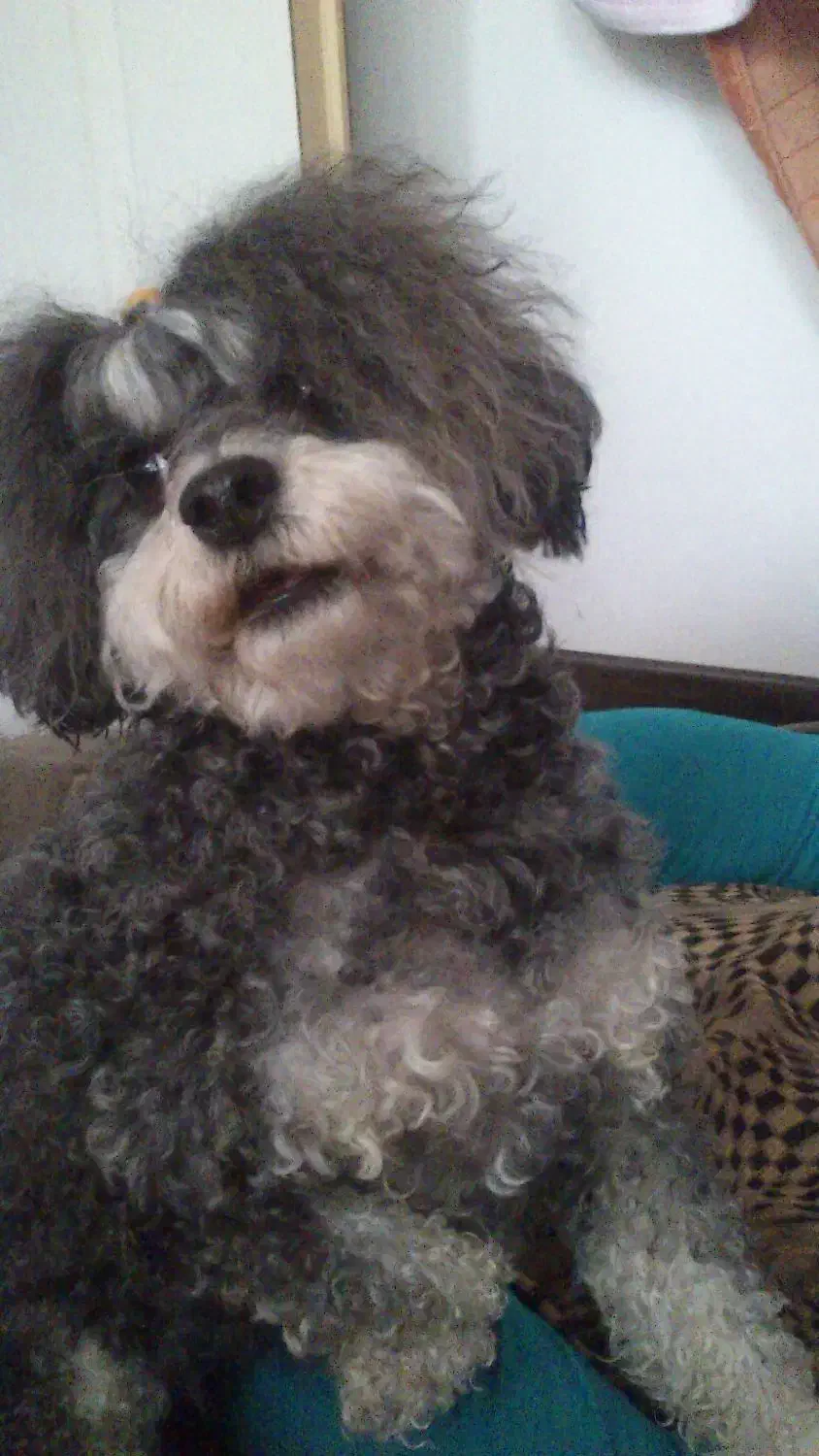 سگ پودل ماده|سگ|مرودشت, مسجد رسول‎|دیوار