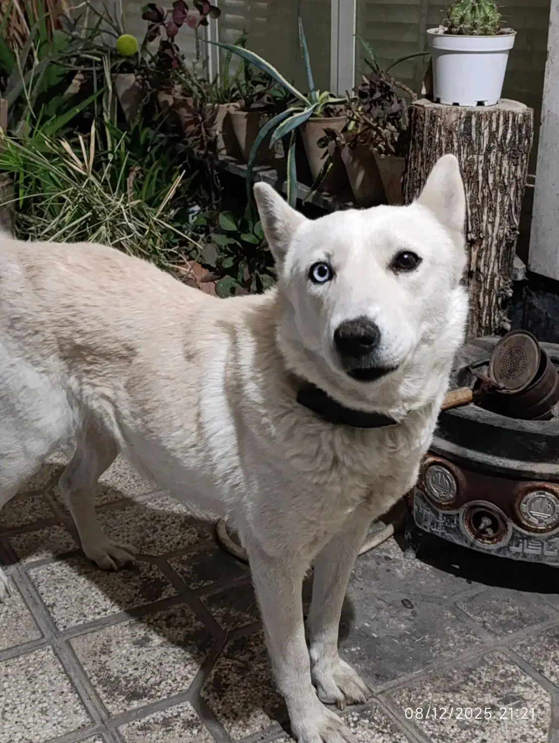 سگ هاسکی|سگ|شیراز, زند|دیوار