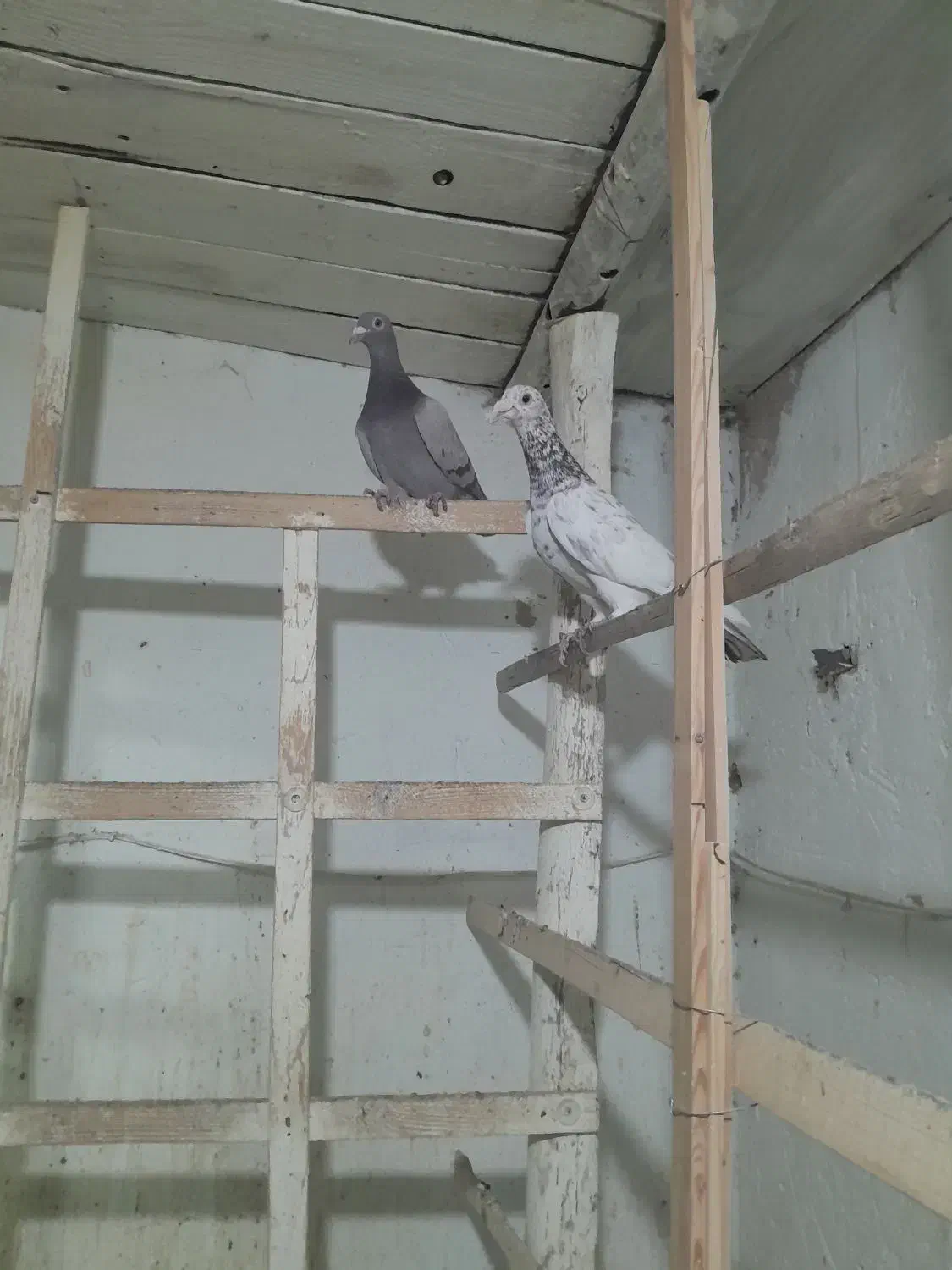 طوقی|پرنده|الوند, |دیوار