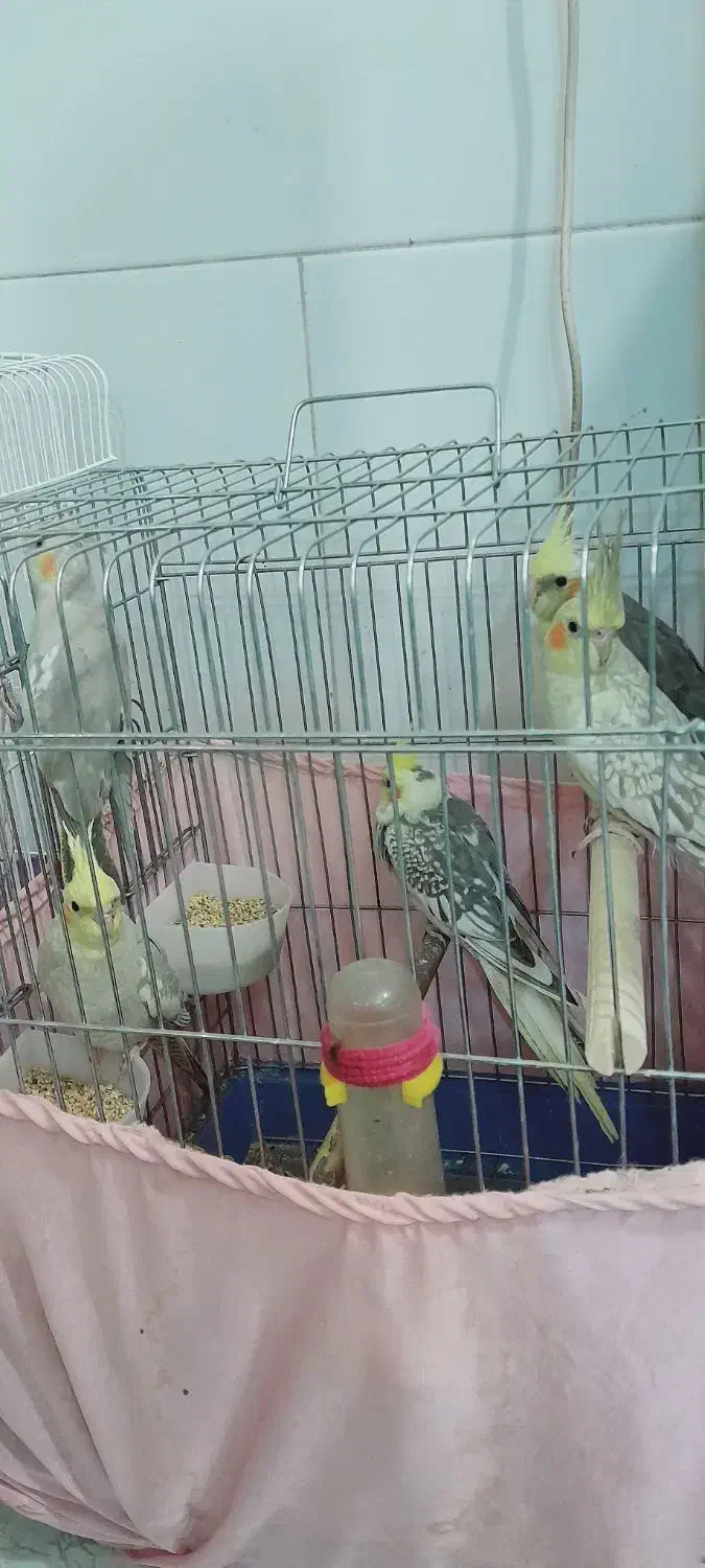 عروس هلندی|پرنده|باقرشهر, |دیوار