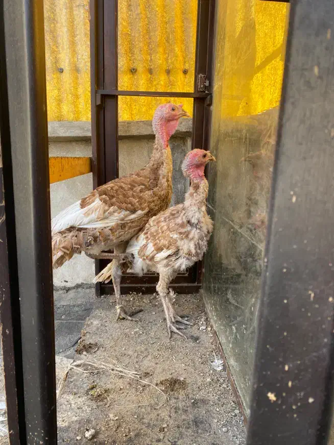 بوقلمون ۸ ماهه|حیوانات مزرعه|تهران, پامنار|دیوار