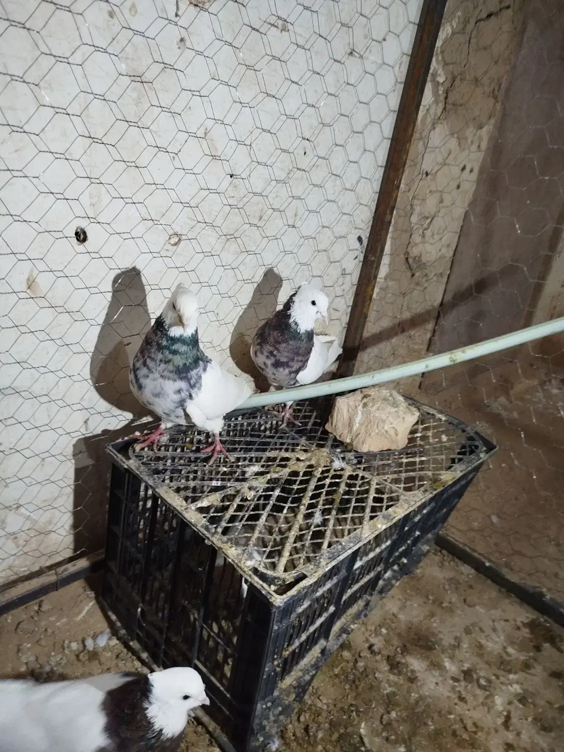 توقی|پرنده|جوین, |دیوار