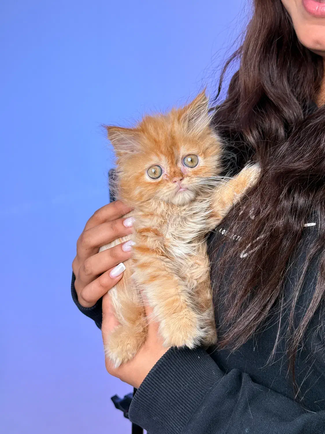 پیشی کوچولو|گربه|لاهیجان, گلستان|دیوار