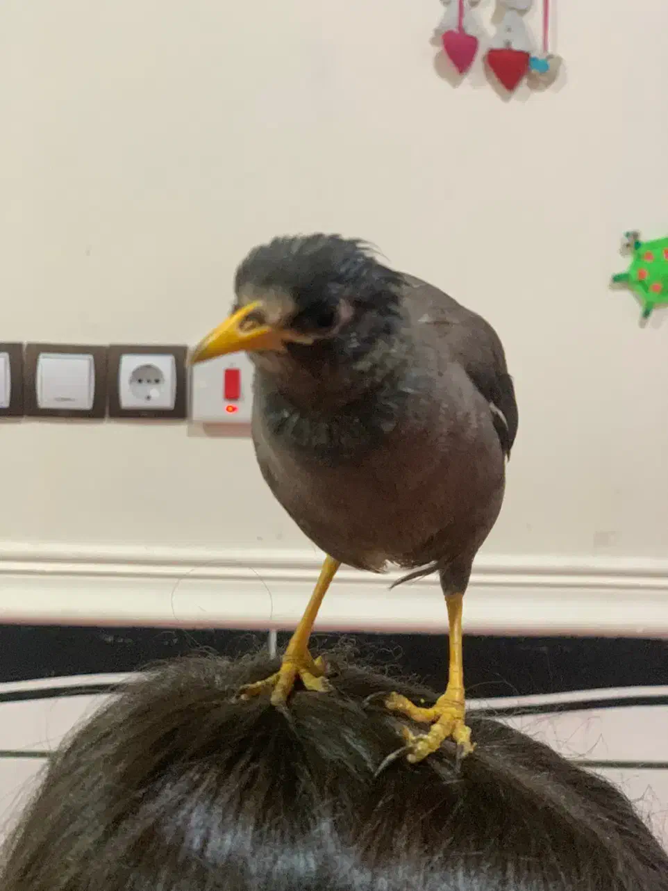 مرغ مینا|پرنده|لامرد, |دیوار